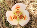Butterfly Mariposa lily (Calochortus venustus) on Pinnacles National Monument Bear Gulch Trail